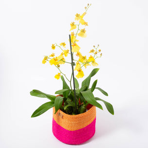 Kali Basket | Medium | Conscious Craft
