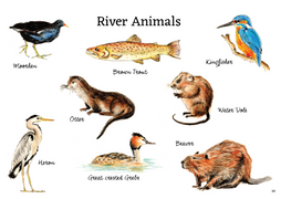 Drawings of Animals that live by UK rivers from A Year and a Day Magazine