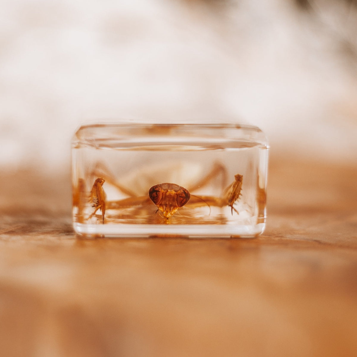 Our Earth Life | Praying Mantis Specimen – Conscious Craft