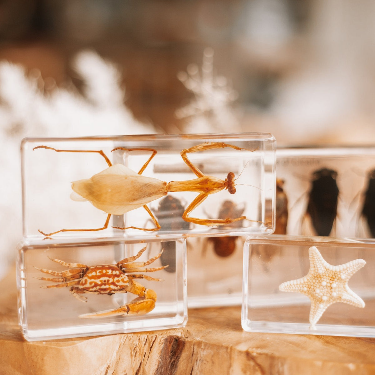Our Earth Life | Praying Mantis Specimen – Conscious Craft