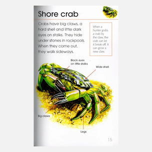 A printed educational page titled 'Shore crab' with a labeled illustration of a green crab, including callouts for eyes, shell, claws, and legs, plus a small inset photo of a crab on a white background.