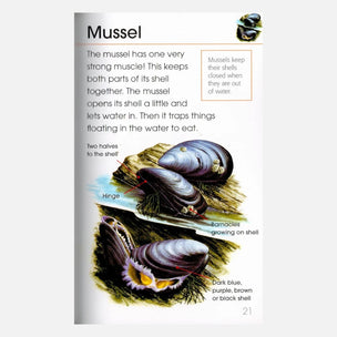 An educational poster about mussels, featuring a detailed illustration of closed and open mussels with labels explaining shell closure and barnacles. The text describes the muscle that keeps the shell together and notes the shell's dark blue, purple, brown, and black coloration.