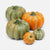 painted pumpkins