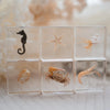 Clear cubes with embedded sea creatures on a soft beige background