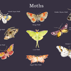 Drawing of Moths from A Year and a Day Magazine © | Conscious Craft