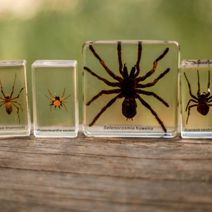 Spider Specimen Set