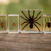 Spider Specimen Set