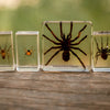 Four transparent blocks with spiders embedded, each labeled with a different spider species name.