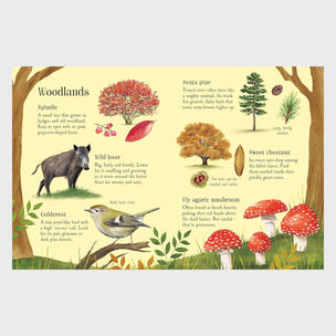 Things to Spot in Autumn | Usborne Minis