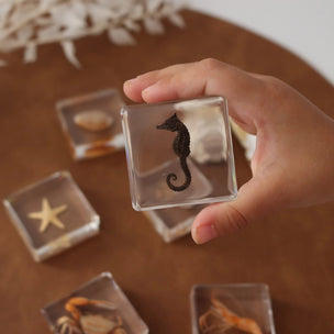 Hand holding a clear square container with a seahorse figurine on a wooden surface with other containers and shells.