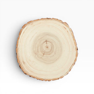 Cross-section of a tree trunk on a white background