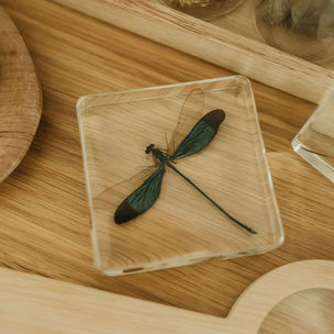 Our Earth Life | Blue Damsel Specimen