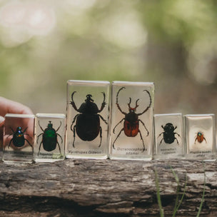 A hand holds a row of clear resin blocks containing preserved beetle specimens outdoors on a weathered log, with a blurred natural green background.