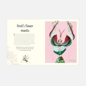 An educational poster or art print titled 'Devil's flower mantis' featuring a detailed illustration of the insect on a pink background with text on the left side.