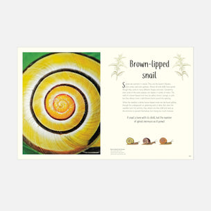 An educational children's book page titled 'Brown-tipped snail' showing a large close-up photograph of a yellow and orange spiral snail shell on the left, with text and small illustrations on the right, photographed against a light gray background.