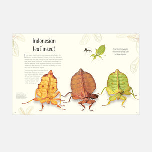 An educational poster titled 'Indonesian leaf insect' featuring detailed illustrations of three different species of stick insects with realistic leaf-like bodies and legs, set against a light cream background with botanical line drawings.