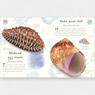 Illustration of two shells with descriptive text on a light blue background