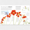 Educational poster about plant life cycles with red flowers and text on a white background