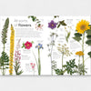 Educational poster about various types of flowers with illustrations and text on a white background.