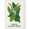 Illustration of broad leaved dock with green leaves and brown stems on a white background.