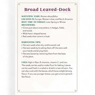 Informational card about Broad Leaved Dock with text on a white background