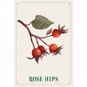 Illustration of rose hips with leaves on a beige background