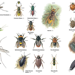 RSPB ID Spotlight | Garden Bugs | Conscious Craft