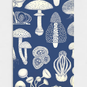 Fungarium Postcards