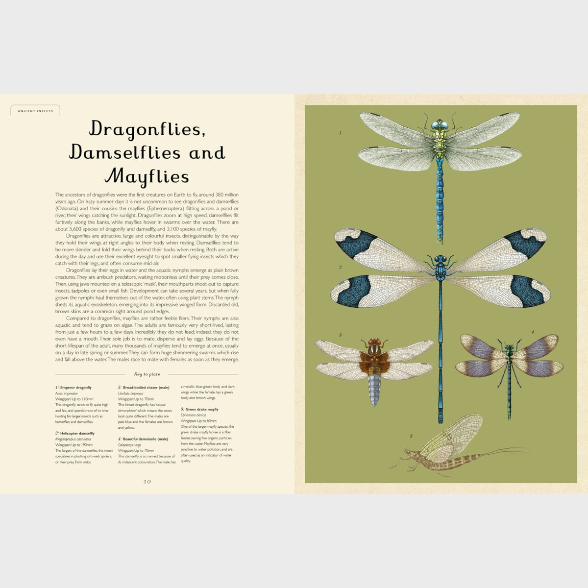 Insectarium | Welcome to the Museum – Conscious Craft