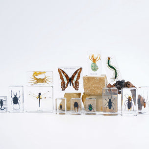 Arthropods Insect Specimens | Conscious Craft