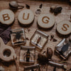 Brilliant Bugs Specimen Set