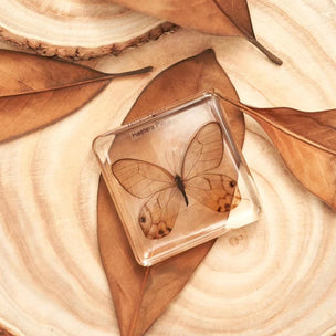 The Flying Flowers | Butterflies Specimen Set | Conscious Craft