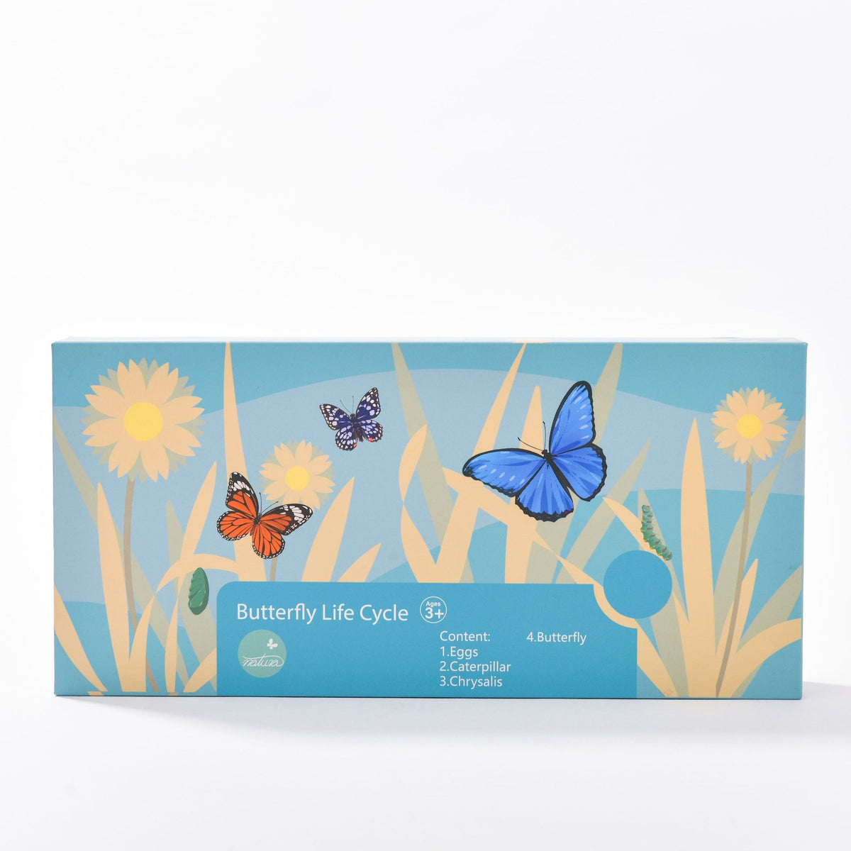 Conscious Insect Butterfly Life Cycle Insect Specimens | Conscious Craft