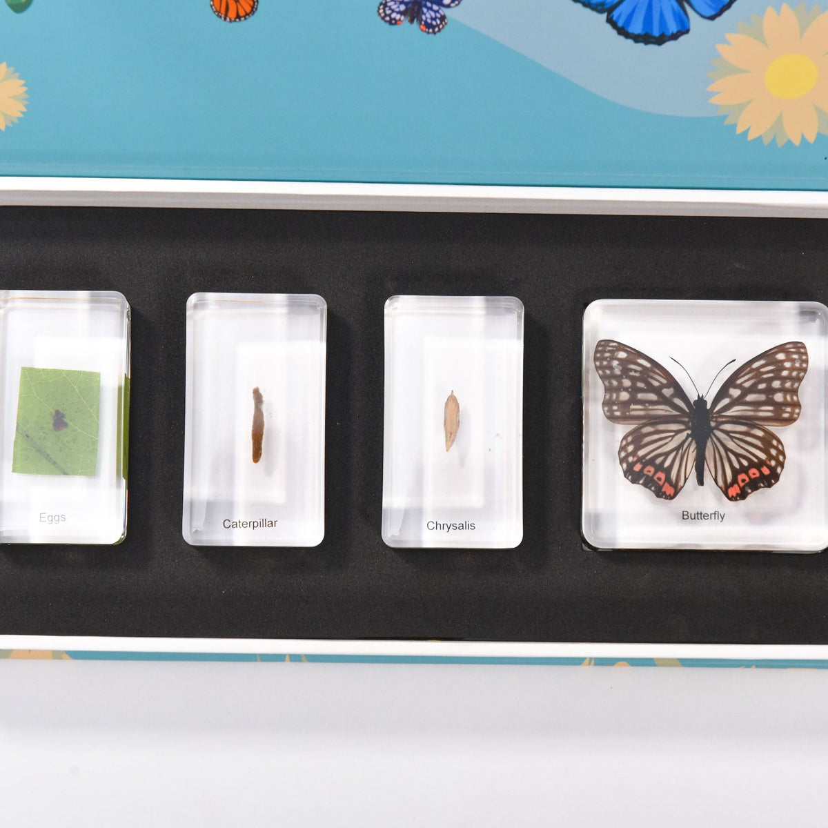 Conscious Insect Butterfly Life Cycle Insect Specimens | Conscious Craft