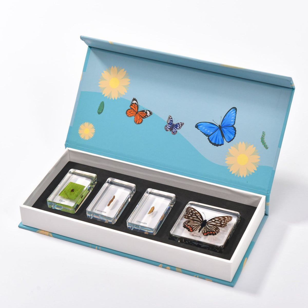 Conscious Insect Butterfly Life Cycle Insect Specimens | Conscious Craft