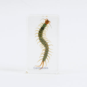Centipedes Specimen | Conscious Craft