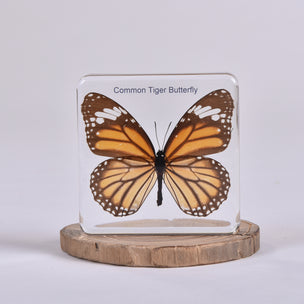 Common Tiger Butterfly | Conscious Craft