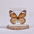 Common Tiger Butterfly | Conscious Craft