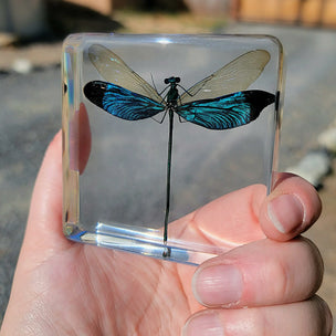 Our Earth Life | Blue Damsel Specimen