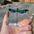 Our Earth Life | Blue Damsel Specimen