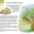 Page from a craft activity magazine titled 'Arachne's Nature Loom' with illustrations and text about nature and weaving.