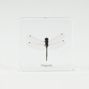 Dragonfly Insect Specimen | Conscious Craft