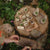 Den Kit Company The Fairy Garden Kit