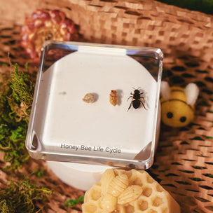 Insect Lifecycle Specimens | Conscious Craft
