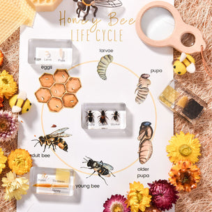 Honeybee Life Cycle | Conscious Craft