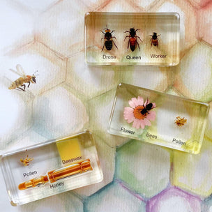 Honeybee Life Cycle | Conscious Craft