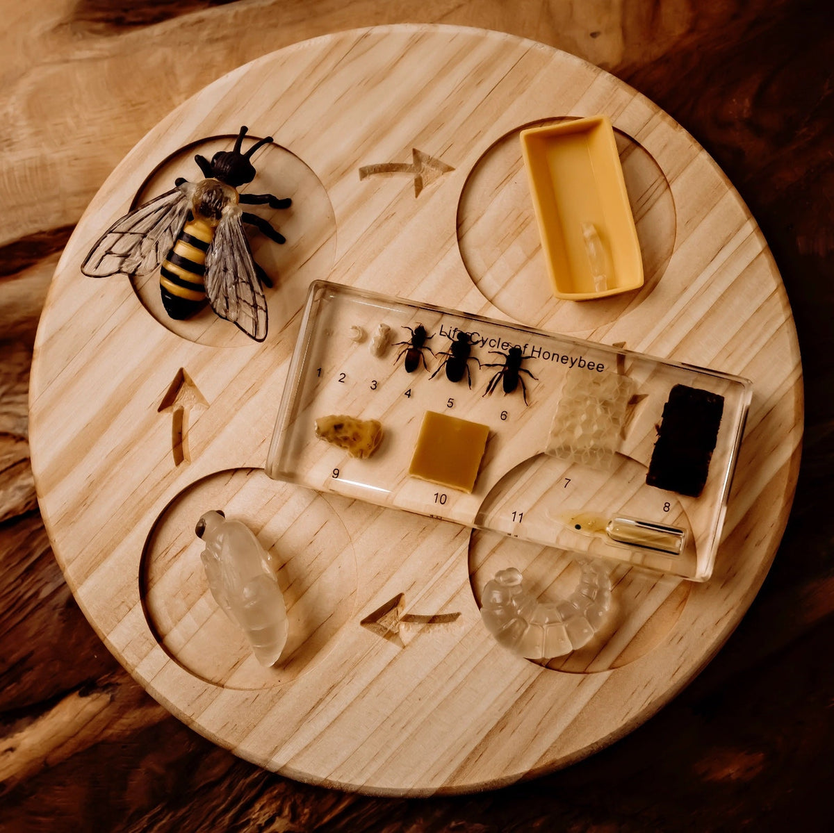 Our Earth Life | Honeybee Lifecycle Specimen Block – Conscious Craft