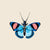 Peacock Butterfly