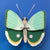 Fern Striped Butterfly