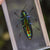 Our Earth Life | Jewel Beetle Specimen